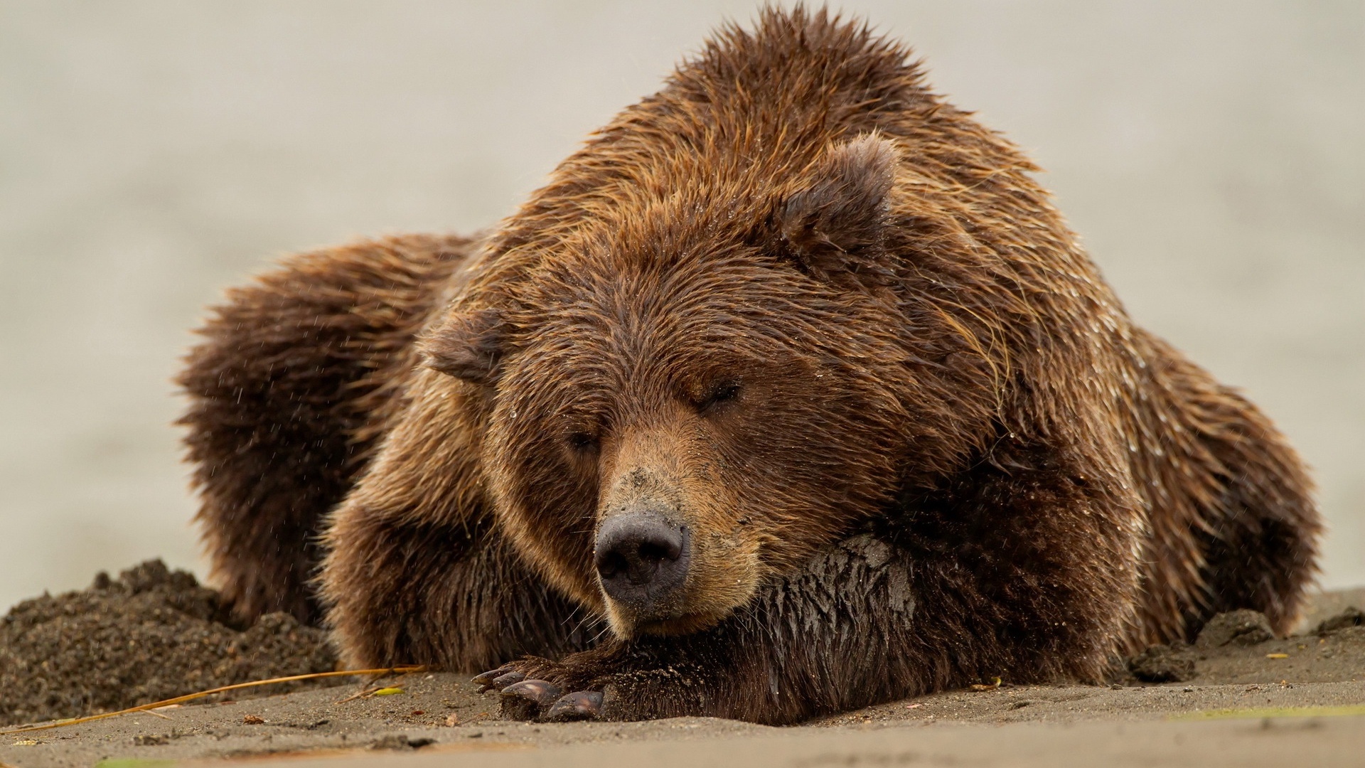 the grizzly in my hotel